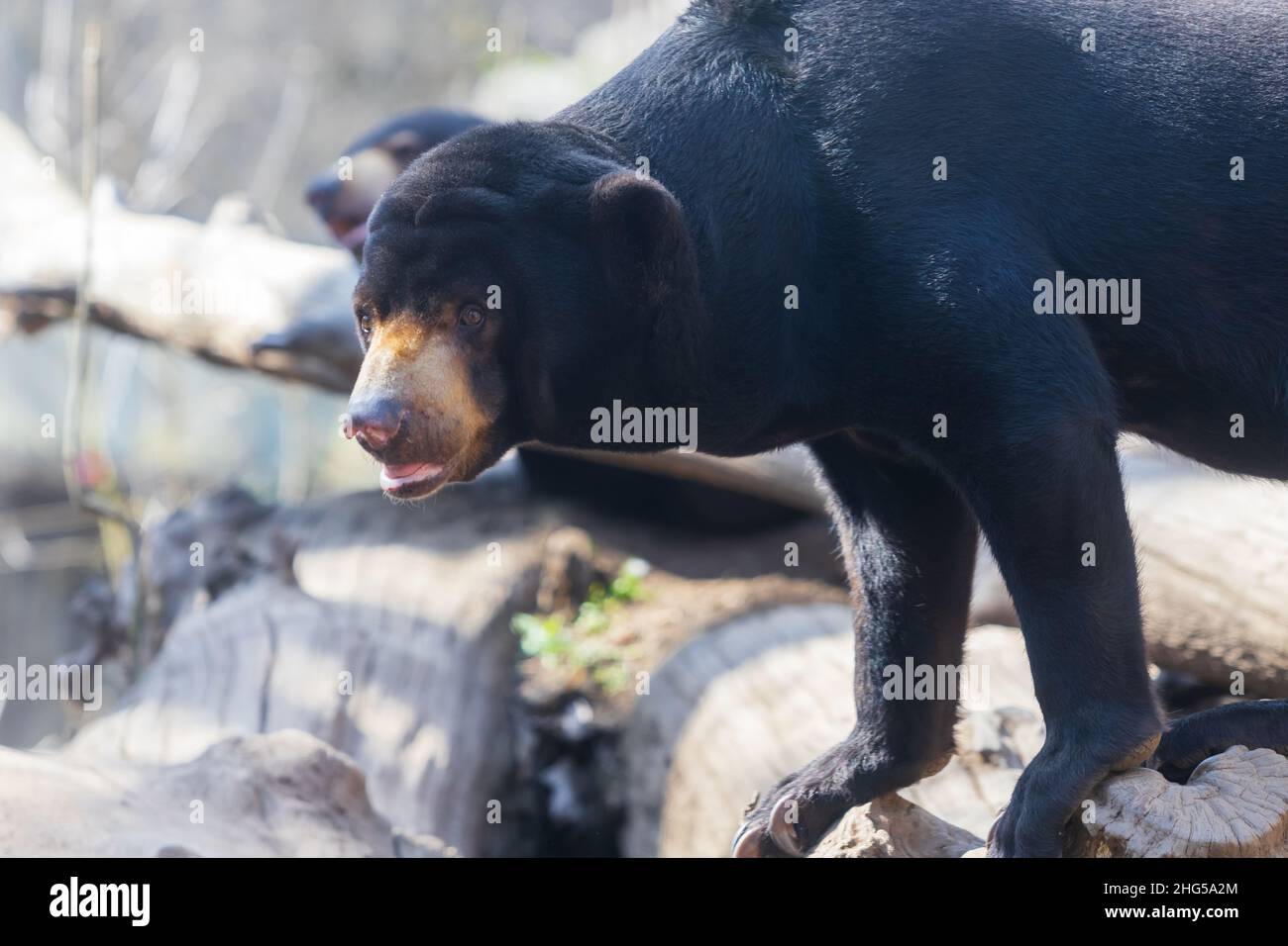 Piccolo orso malese nero - Helarctos malayanus nelle rocce nella foresta. Foto Stock