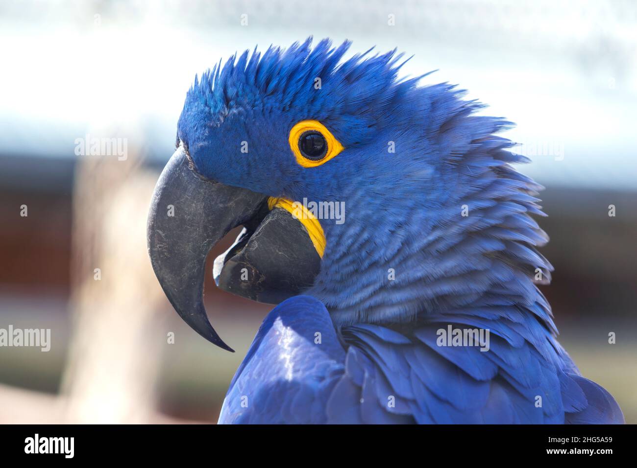 Hyacinth Macaw - Anodorhynchus hyacinthinus - bellissimo pappagallo blu grande con un grande becco curvo. Foto Stock