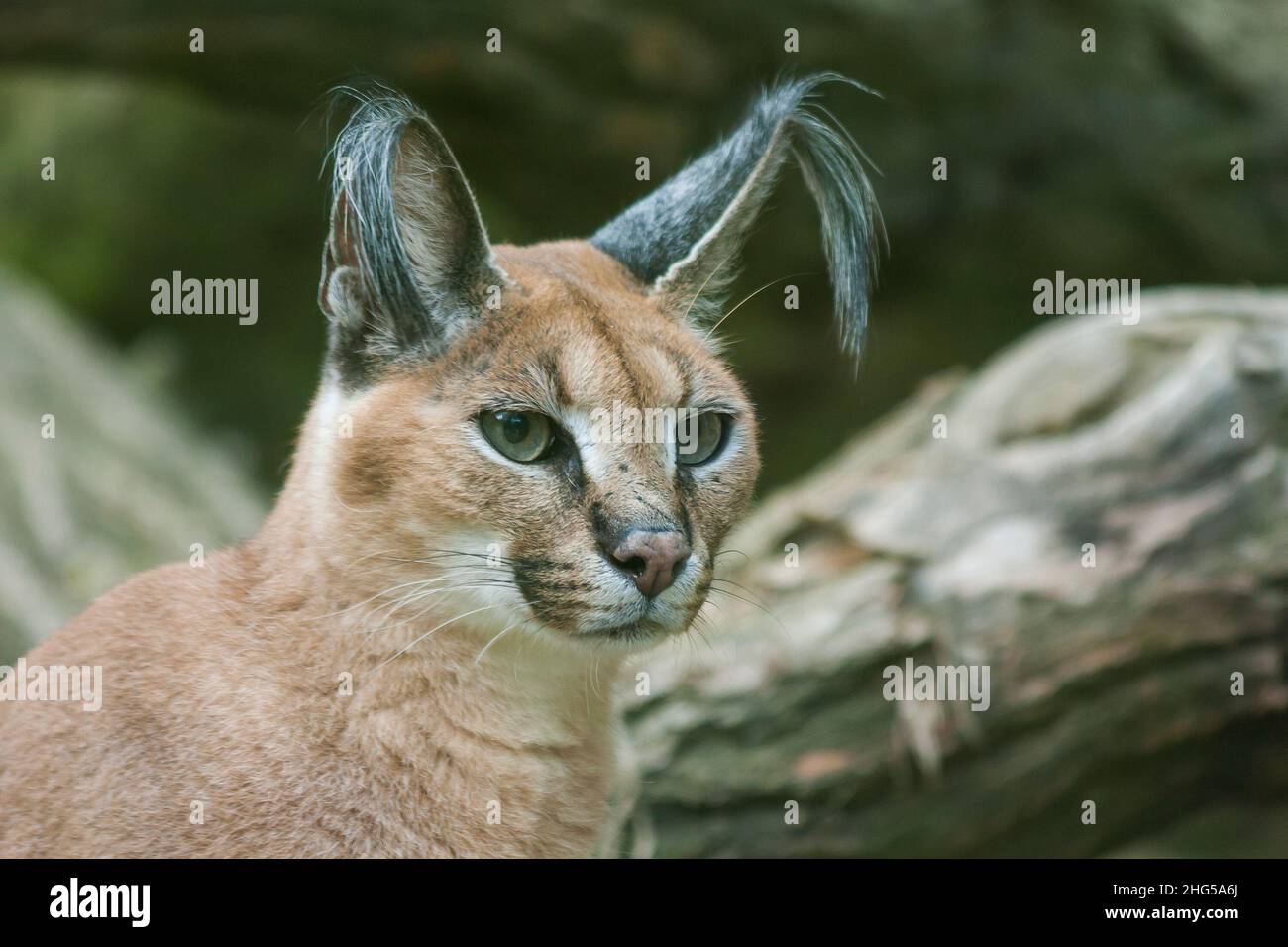 Ritratto di Caracal caracale - Caracal con sfondo albero. Foto Stock