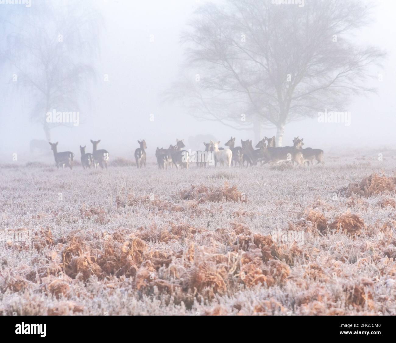Nuova foresta di allevamento di cervi in nebbia Foto Stock