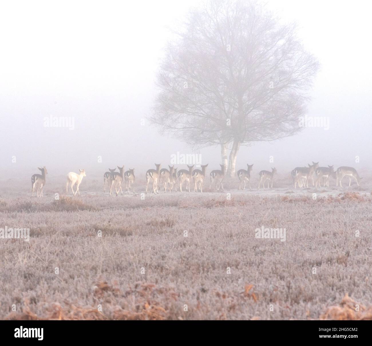 Nuovo allevamento di cervo della Foresta e pegno bianco Foto Stock