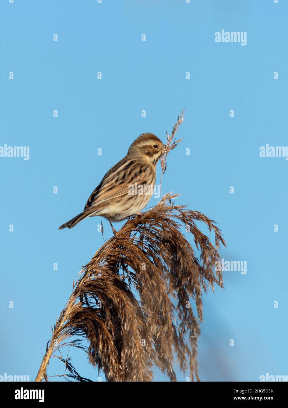 Femmine di canne (Emberiza schoeniclus) che si nutrono di semi tra le canne durante l'inverno o gennaio, zona umida in Hampshire, Inghilterra, Regno Unito Foto Stock