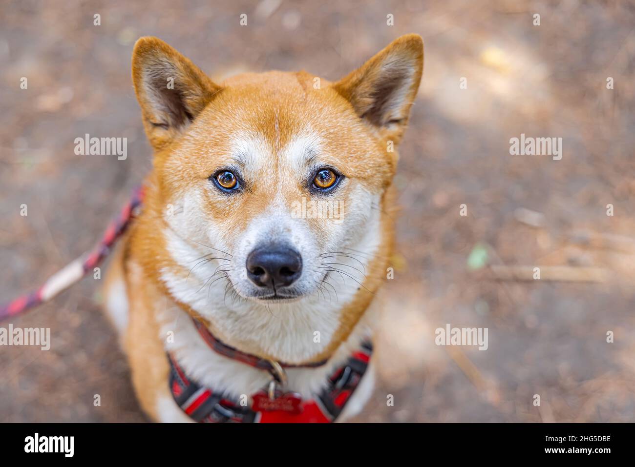 Ritratto dettagliato di un canino Shiba Inu rosso maturo. Il più piccolo dei cani giapponesi Spitz riconoscibile dalle marcature bianche dell'urajiro. Con spazio di copia. Foto Stock