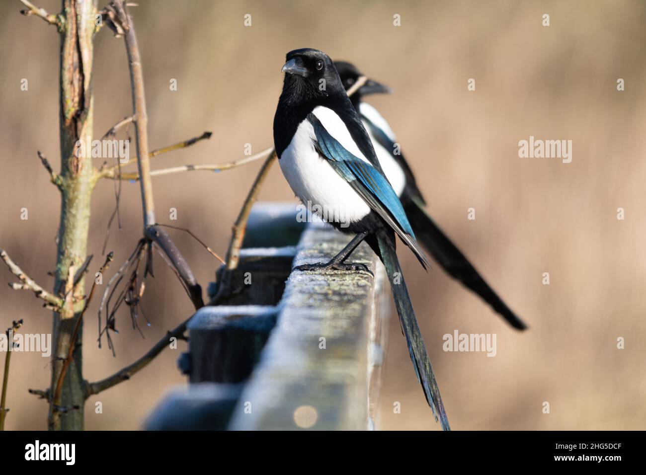Due magpie (Pica pica), uccelli magpie arroccato su un ponte, Regno Unito Foto Stock