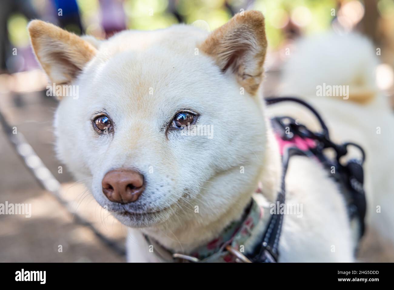 Closeup muso vista di un bianco Shiba Inu cane con testa riempimento cornice durante una passeggiata all'aperto. La più piccola delle razze Spitz provenienti dal Giappone. Foto Stock