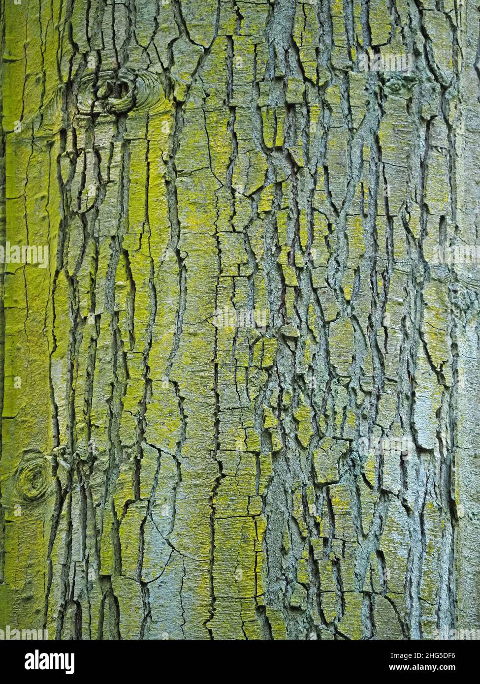 Modello forte di polvere d'oro lichen (Chrysothrix candelaris) che cresce su piastre grigie profondamente spaccate di corteccia di albero di foresta Perthshire, Scozia, Regno Unito Foto Stock
