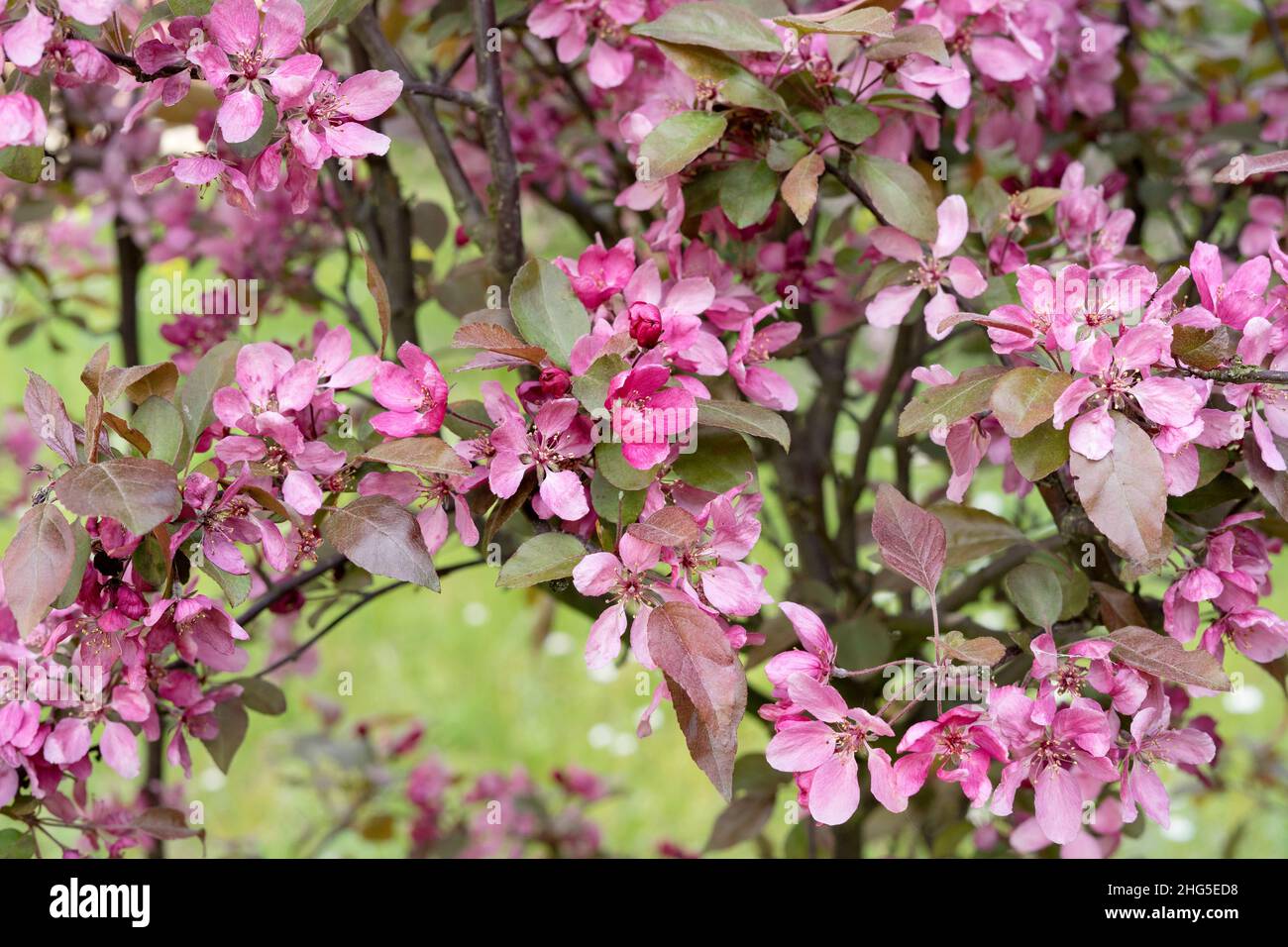 fiori rosa dell'albero di mele Foto Stock