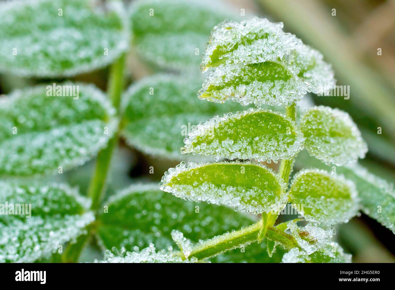 Primo piano di cristalli di gelo ghiacciato che incrostano le foglie di una pianta di vetch (vicia) in un freddo giorno di inverni, fucilato con profondità di campo poco profonda. Foto Stock