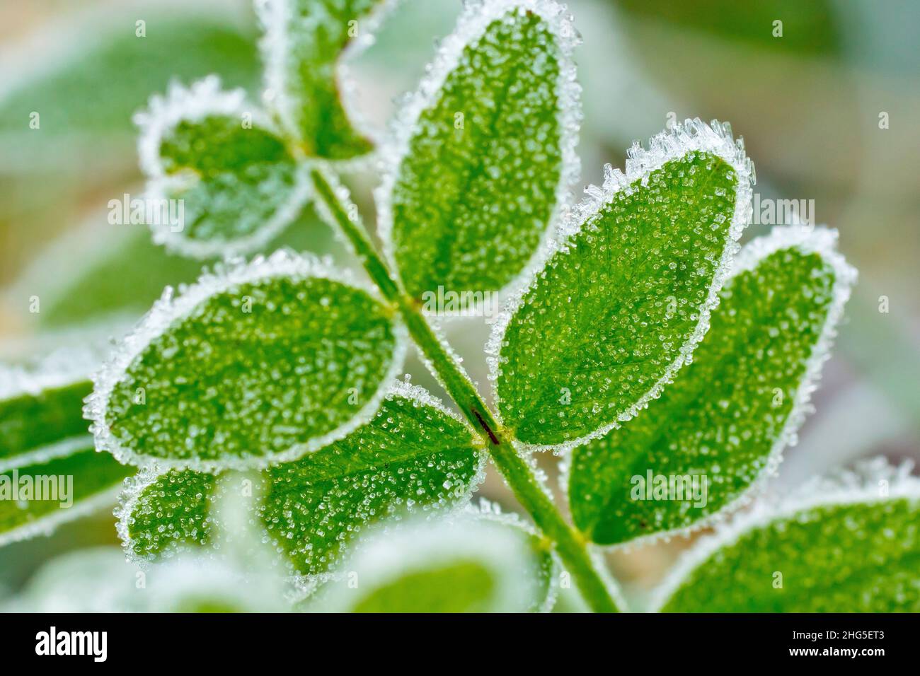 Primo piano di cristalli di gelo che incrostano le foglie di una pianta di vetch (vicia) in un freddo giorno di inverni, fucilato con profondità di campo poco profonda. Foto Stock