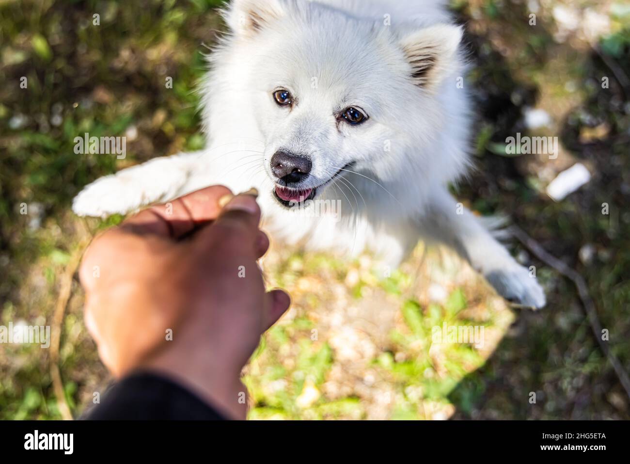 Vista in prima persona ad angolo alto del proprietario del cane che dà a Shiba Inu Pup bianco un trattamento a mano. Cucire si alza in piedi sulle zampe posteriori. Messa a fuoco selettiva con spazio di copia. Foto Stock