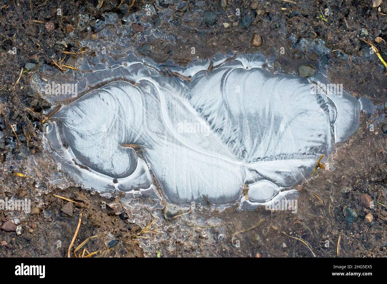 Primo piano di una piccola pozzanghera congelata in una cava fangosa in un campo, il ghiaccio formando un intricato modello di vortice. Foto Stock