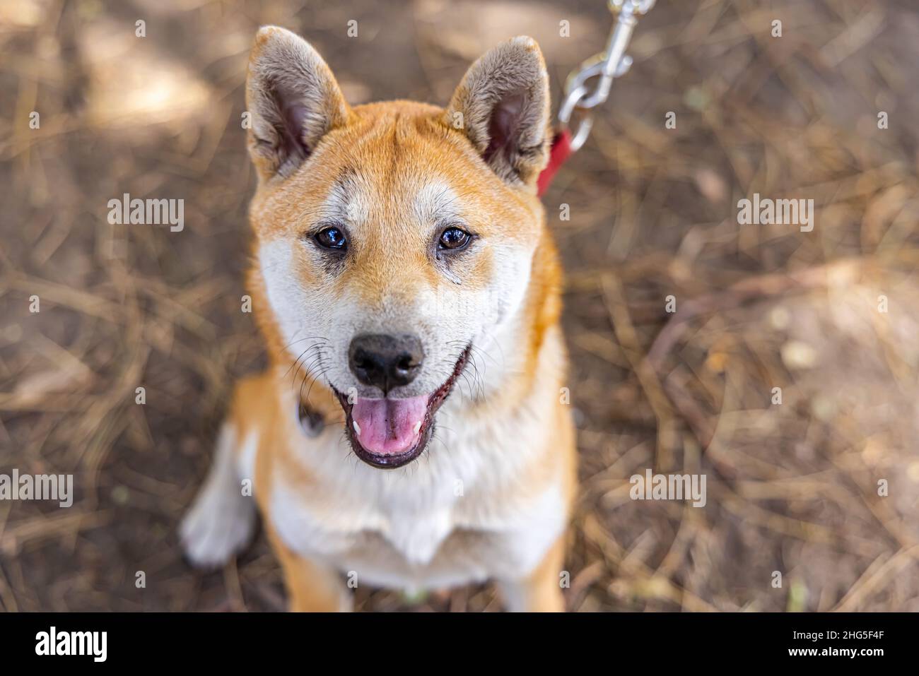 Ritratto primo piano di un cane Shiba Inu rosso al guinzaglio seduto all'aperto. Distintivi marcature bianche in urajiro visibili. Canina di Spitz giapponese con spazio per la copia. Foto Stock