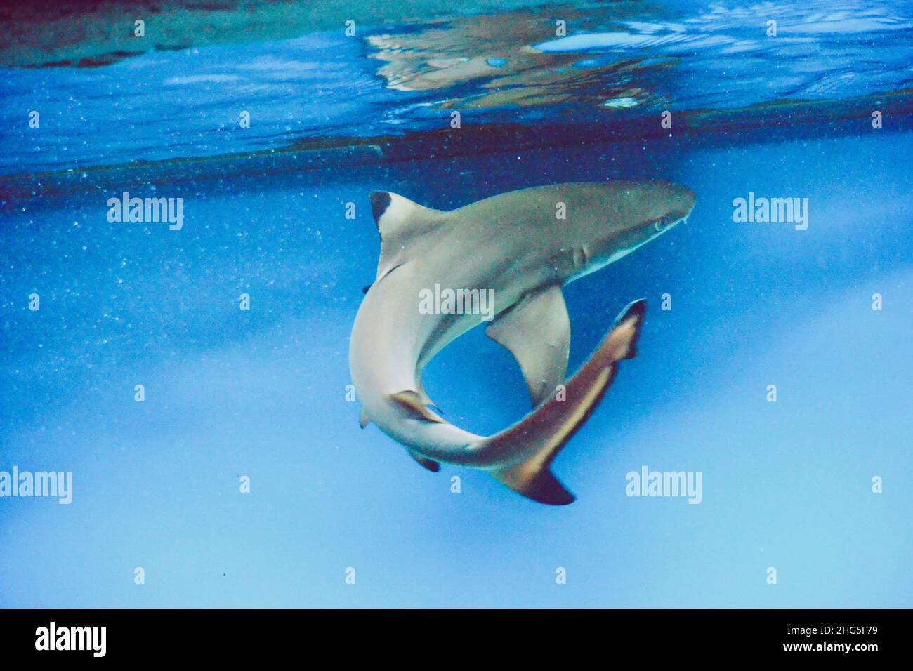 Carcharhinus melanopterus squalo nuoto subacqueo, sfondo blu Foto Stock