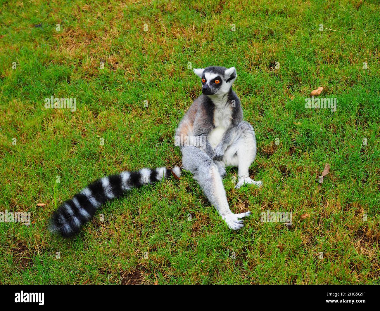 Carino Lemur dal Madagascar, Africa #Wildlife #Meme #Authentic #fernweh #slowtravel #stayinspired #TravelAgain Foto Stock