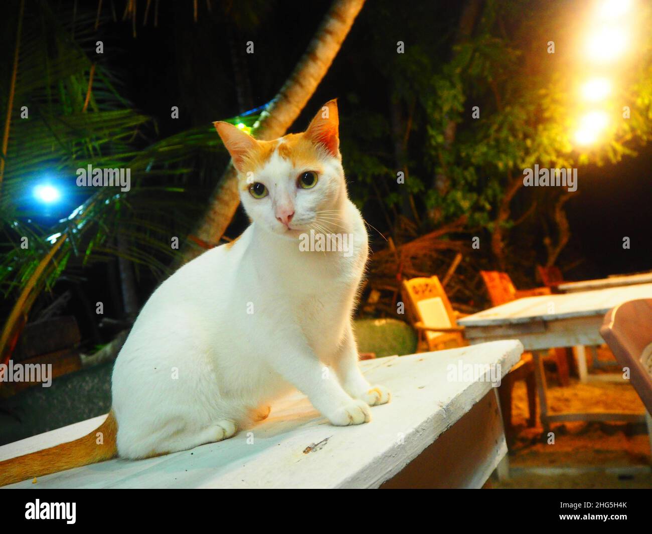 Cute Cate on Table in a Beach Bar #Wildlife #Meme #Authentic #fernweh #slowtravel #stayinspired #TravelAgain Foto Stock