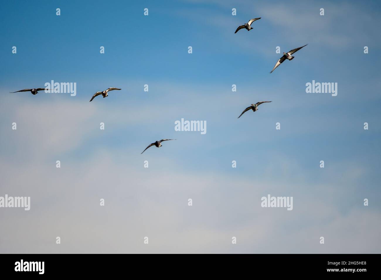 Il piccione di roccia o piccione domestico, è una specie di uccello colombiformi. Foto Stock Il piccione di roccia o piccione domestico, è una specie di uccello colombiformi. Foto Stock