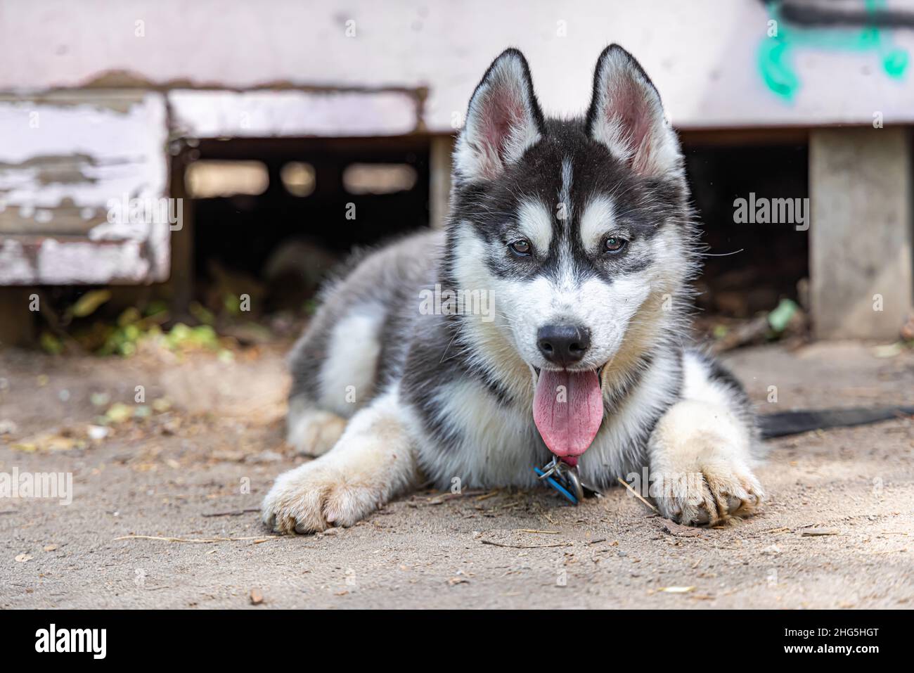 Vista da terra di un giovane cane Husky sdraiato all'aperto su un guinzaglio. Cucciolo Spitz di razza media che guarda verso la macchina fotografica con spazio di copia a sinistra. Foto Stock