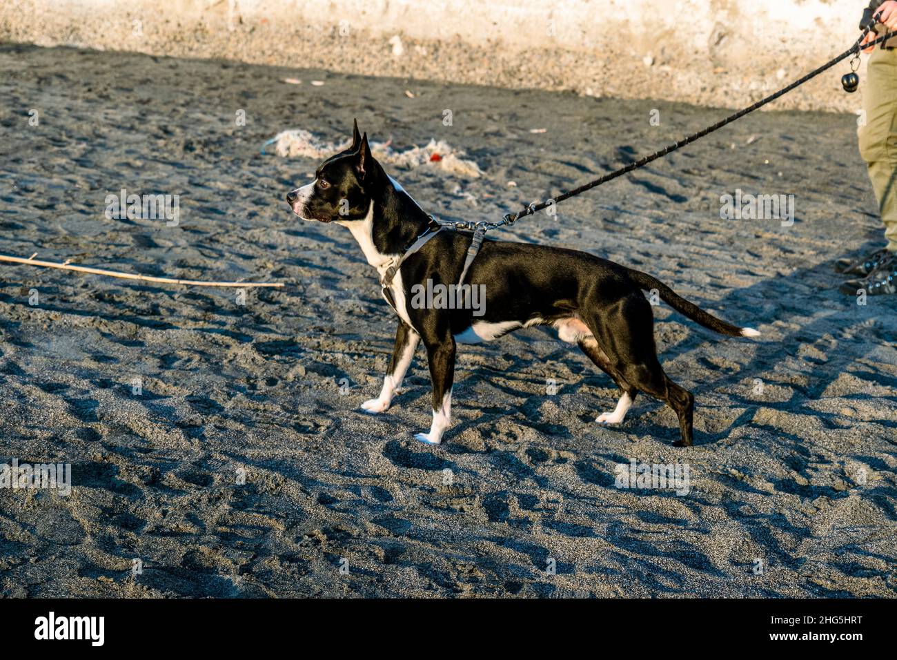 Un cane sulla spiaggia Foto Stock