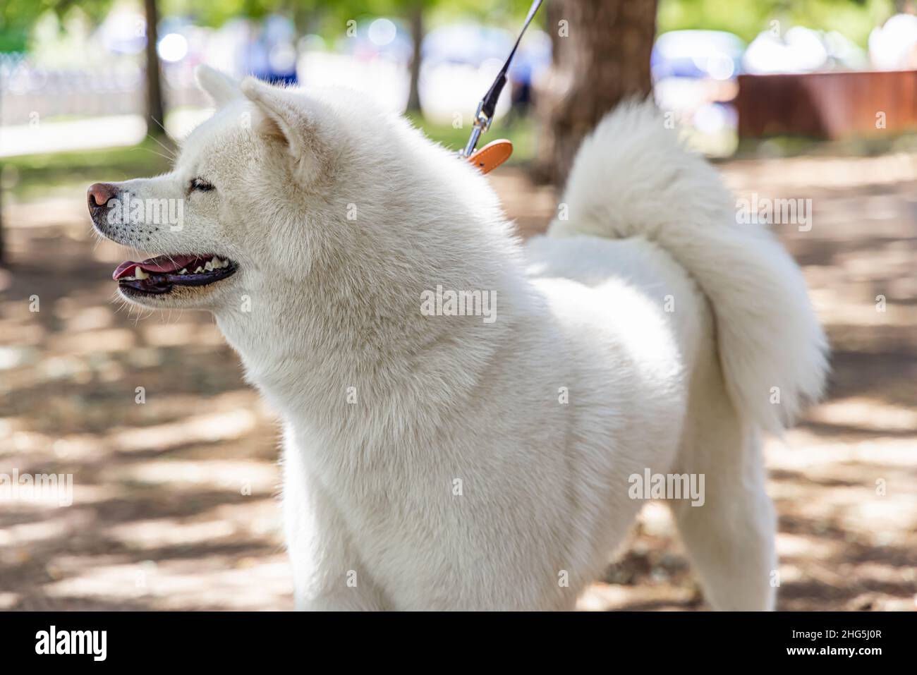 Vista laterale del profilo di un cane Akita Inu crema al guinzaglio, in piedi nel parco durante una giornata estiva con fuoco selettivo e spazio copia sulla destra. Foto Stock