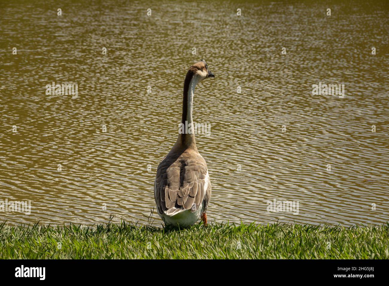 Goiania, Goias, Brasile – 18 gennaio 2021: Un'oca carina sul bordo del lago nel parco della città. Cygnoides Anser. Foto Stock