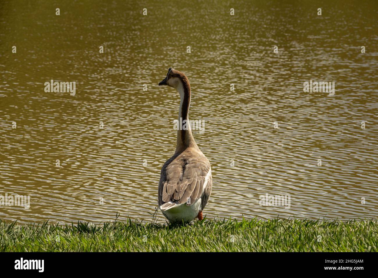 Goiania, Goias, Brasile – 18 gennaio 2021: Un'oca carina sul bordo del lago nel parco della città. Cygnoides Anser. Foto Stock