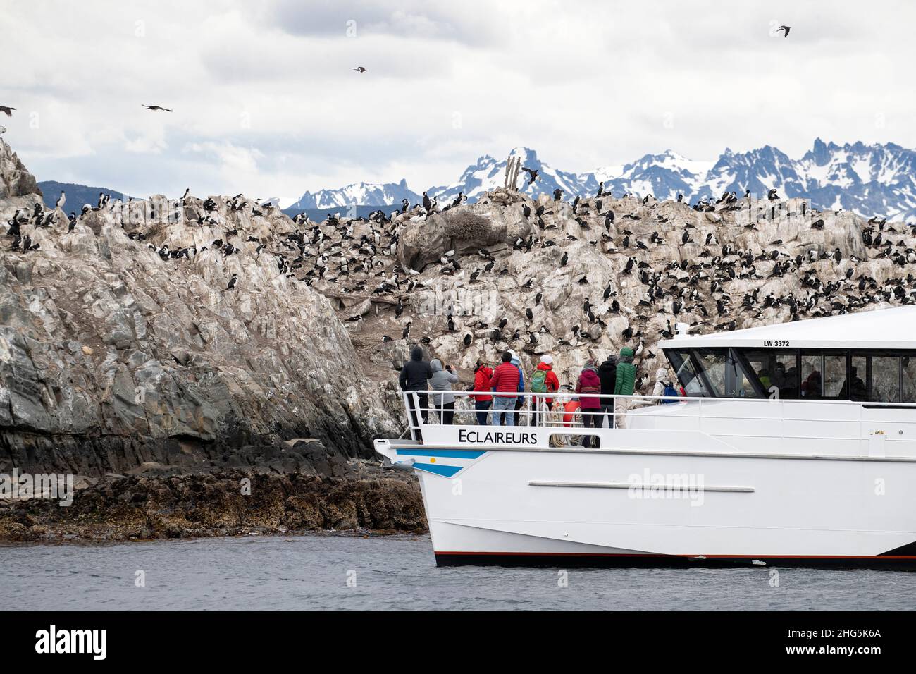 Catamarano locale a Shag imperiale, albicipiti Leucocarbo, colonia di allevamento vicino Ushuaia, Argentina. Foto Stock