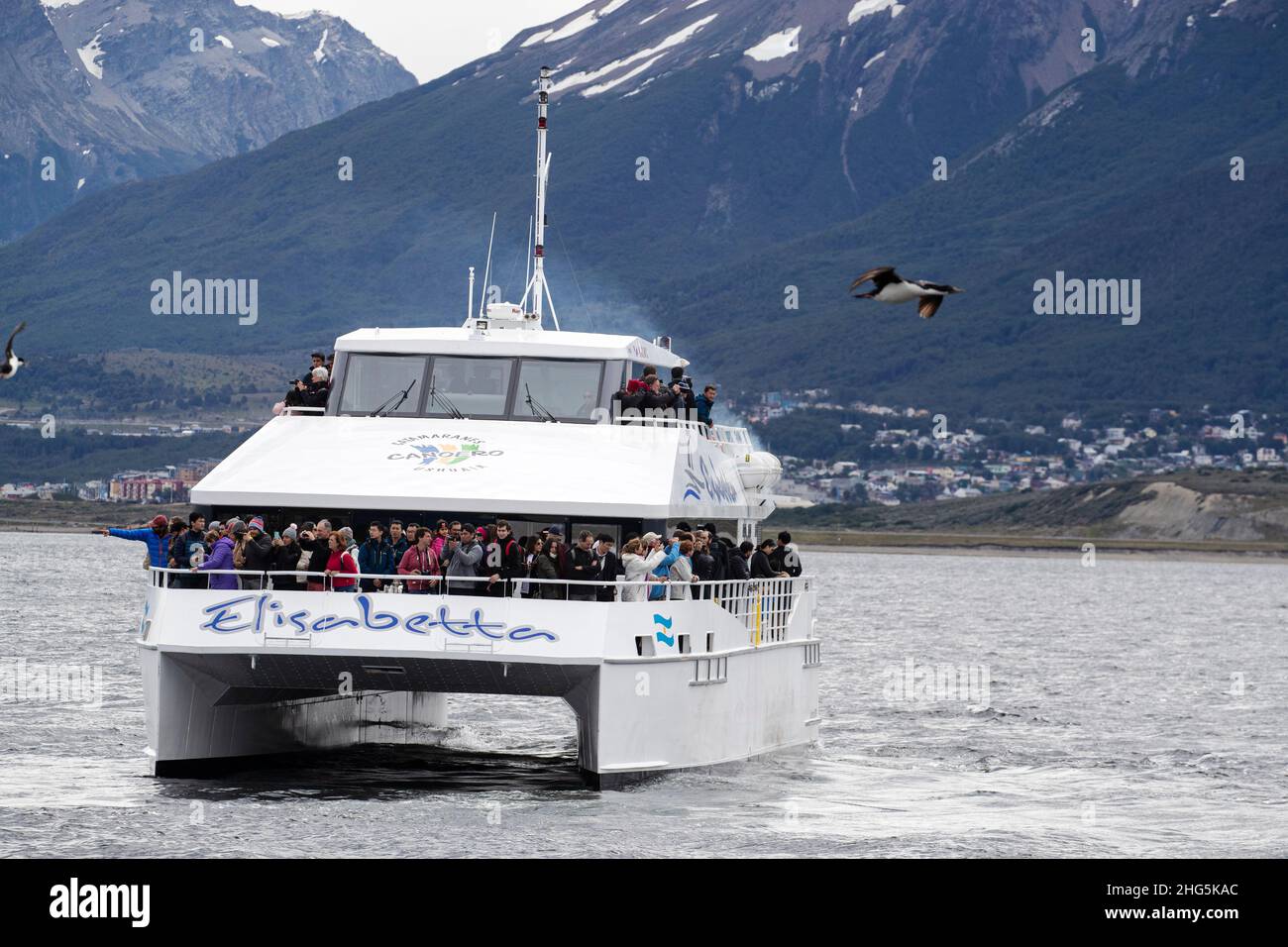 Catamarano locale a Shag imperiale, albicipiti Leucocarbo, colonia di allevamento vicino Ushuaia, Argentina. Foto Stock