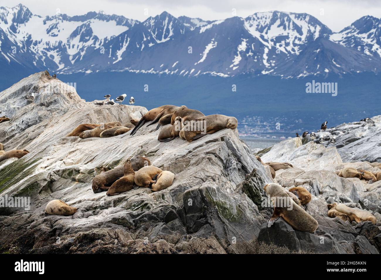 Leoni marini sudamericani adulti, Otaria flavescens, tirati fuori su un piccolo isolotto vicino Ushuaia, Argentina. Foto Stock