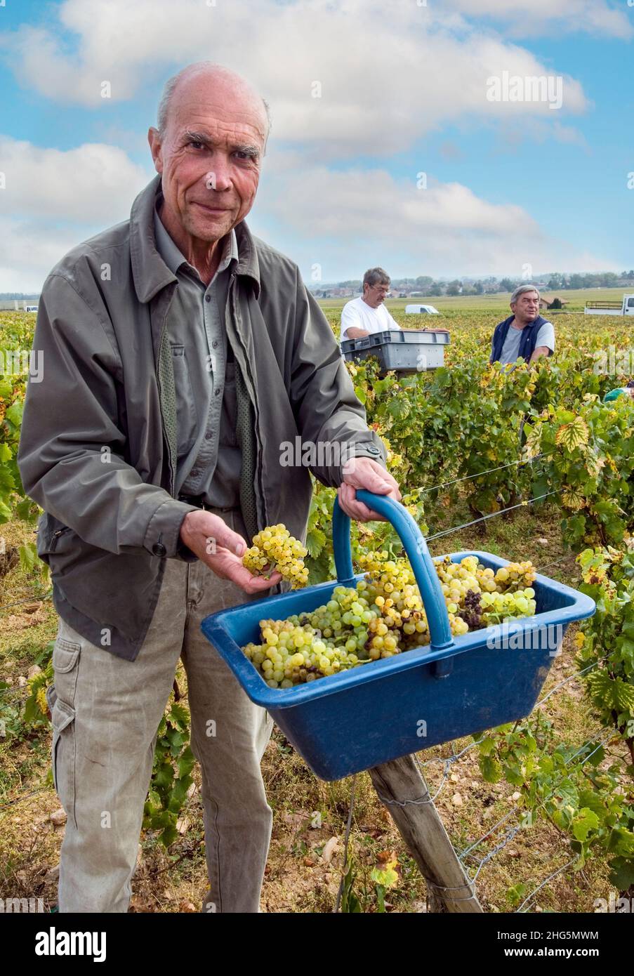 Aubert de Villaine DRC, enologo rinomato, con un pannier di uve Grand Cru Chardonnay raccolte nel pacco Domaine de la Romanee-conti del vigneto le Montrachet, Chassagne-Montrachet, Cote d'Or, Francia Foto Stock