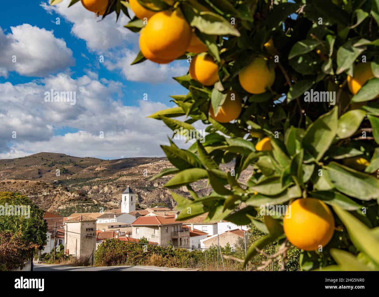 Il villaggio di Restabal nella valle di Lecrin, Andalusia, Spagna. Arance sulla strada che guida nel villaggio Foto Stock