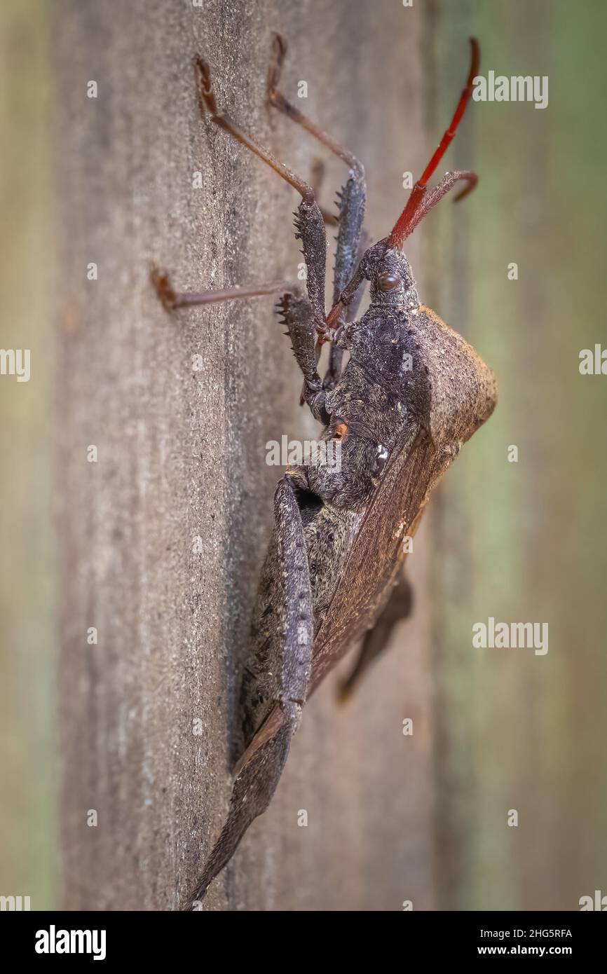 Un bug gigante con le foglie (Acanthocephala declivis) sta ancora per una posa. Tracy City, TN. Foto Stock