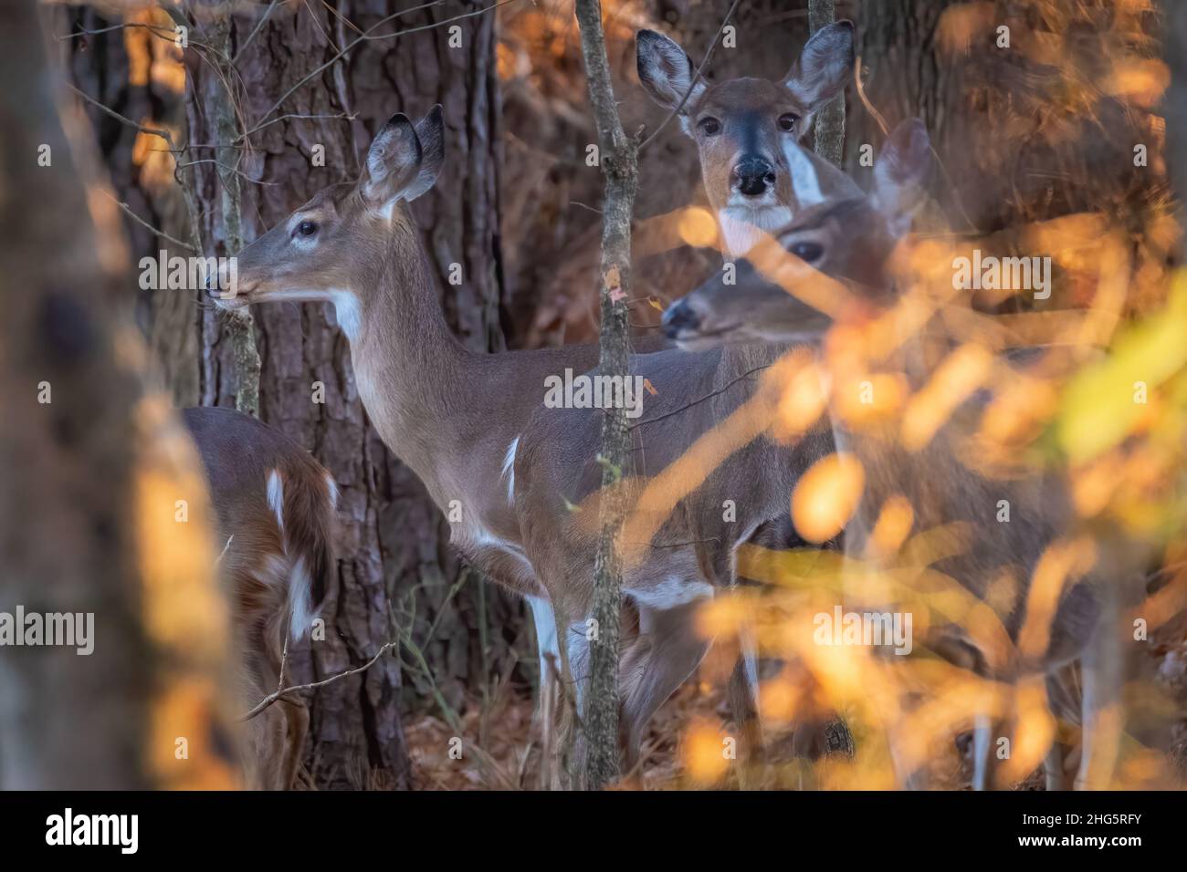 Un cervo Whitetail in un gregge di cervo notare la fotocamera. Raleigh, Carolina del Nord. Foto Stock