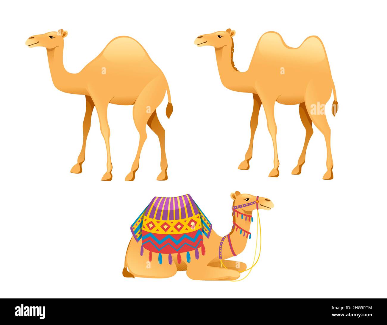 Set di carino cammello con briglia e sella cartone animato animale disegno flat vettore illustrazione isolato su sfondo bianco Illustrazione Vettoriale
