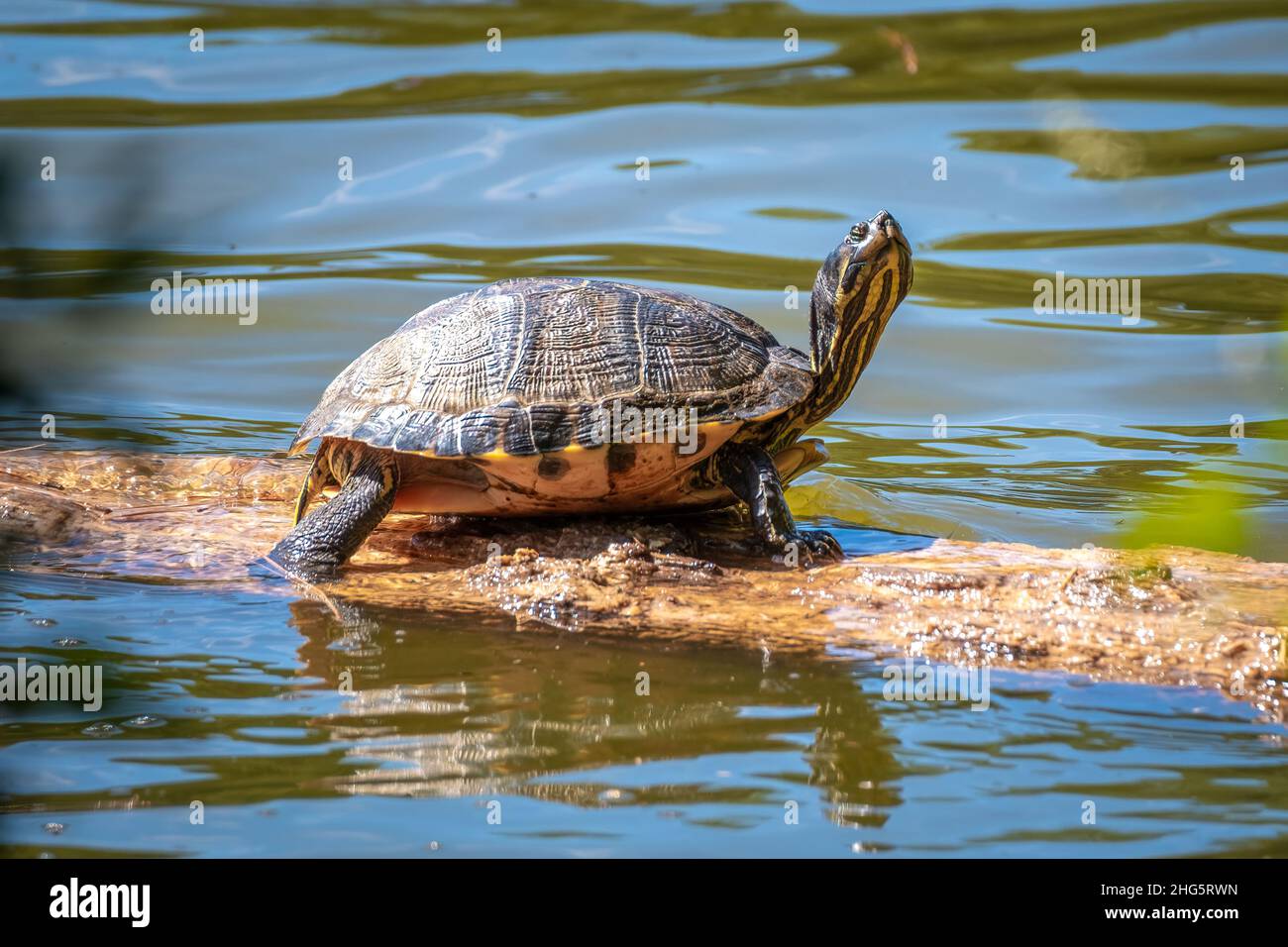 Un cursore dalle decorazioni gialle si crogiolano al sole su un ceppo presso la riserva naturale Durant di Raleigh, NC. Foto Stock