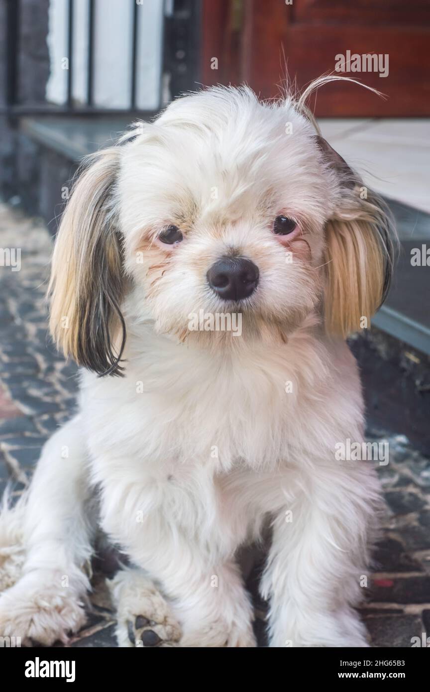 cane triste con diverse espressioni, spazio copia e luce naturale Foto Stock