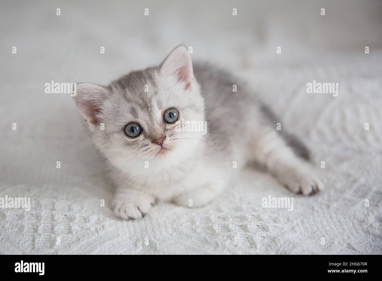 Cute tabby Scottish capelli corti argento gattino. I gattini sognanti dormono su un letto sotto una calda coperta bianca. Gli animali domestici dormono in un'accogliente casa. Vista dall'alto verso il basso sul Web Foto Stock