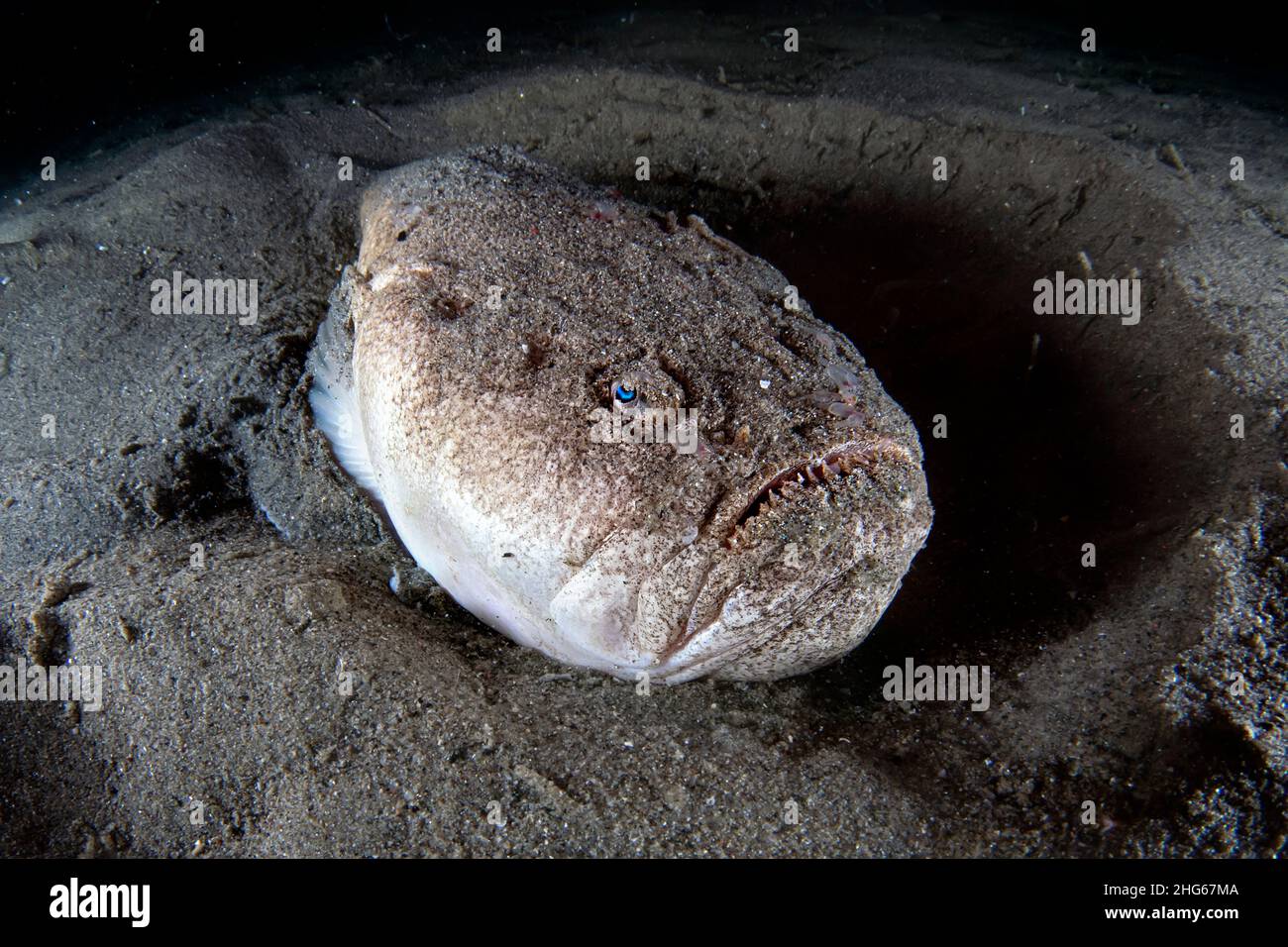 Un pesce stargazer (Uranoscopus scaber) durante un'immersione notturna, Italia Foto Stock