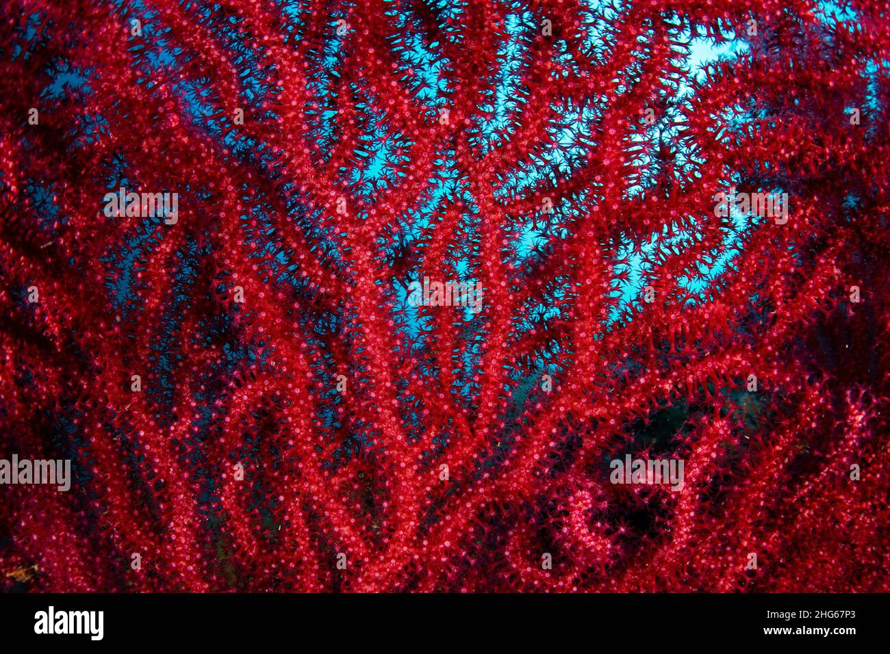 Un'icona di un soggetto mediterraneo molto comune, il fan del Mar Rosso (Paramuricea clavata), Italia Foto Stock