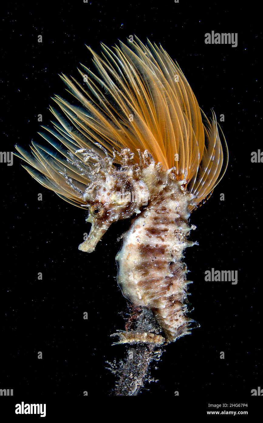 Un cavalluccio marino mediterraneo (Hippocampus guttulatus) che riposa di notte su un verme del ventilatore (Sabella spallanzanii). Foto Stock
