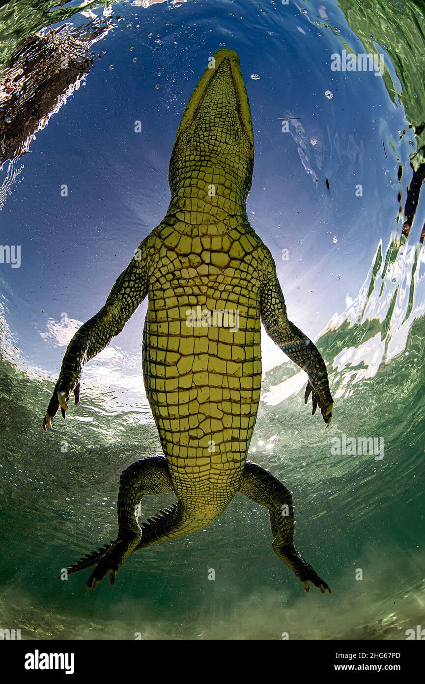 Un coccodrillo americano (Crocodylus acutus) in un colpo insolito dal basso, nelle acque poco profonde del Banco Chinchorro, una barriera corallina situata al largo del sud Foto Stock