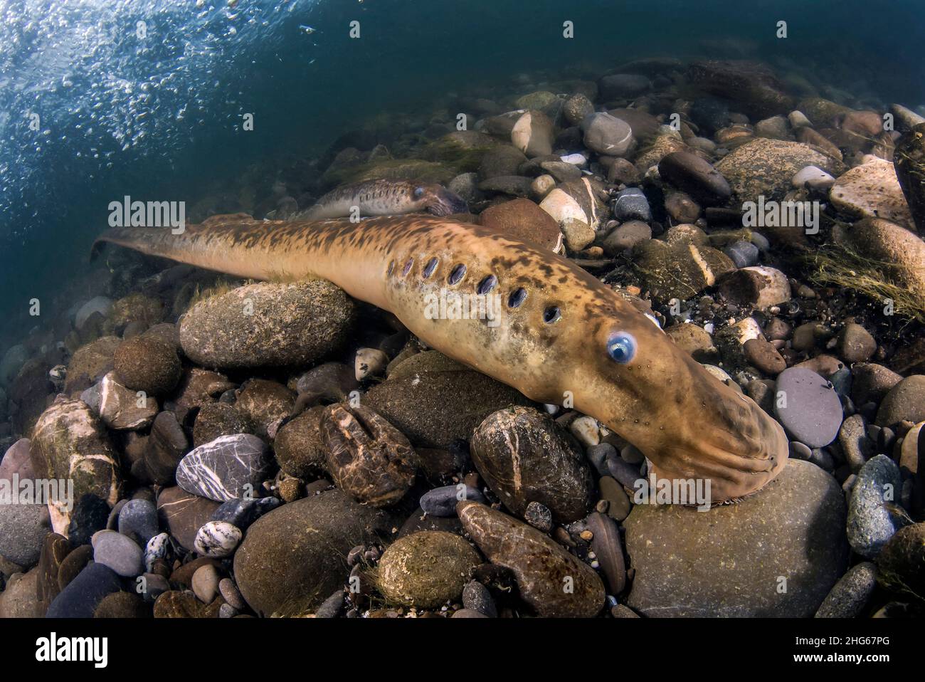 Un incontro eccezionale e molto raro con la lampreda marina (Petromyzon marinus) in Italia Foto Stock