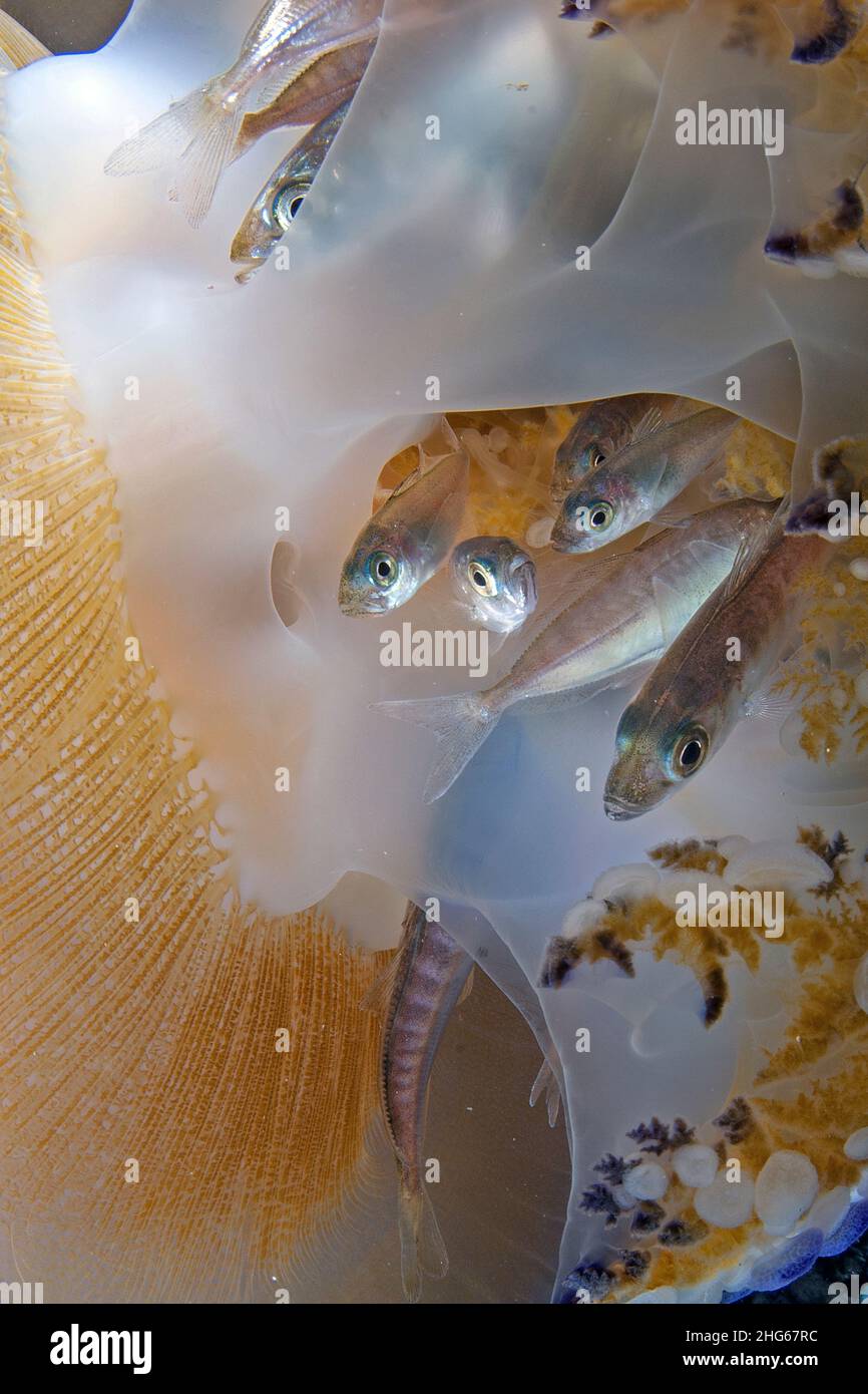I giovani pesci di sgombro dell'Atlantico (Trachurus trachurus) trovano rifugio nei lobi di una medusa fritta d'uovo mediterranea (Cotylorhiza tubercolata Foto Stock