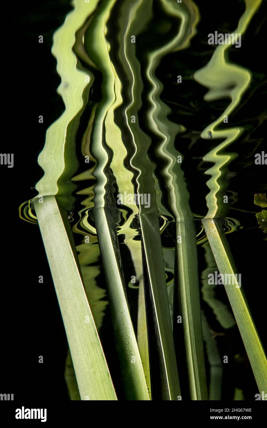 Uno dei più comuni impianti di palude in Italia, la lattaglia (Typha latifolia). Lo scatto sta prendendo il suo lato subacqueo e la riflessione alla superficie dell'acqua. Foto Stock