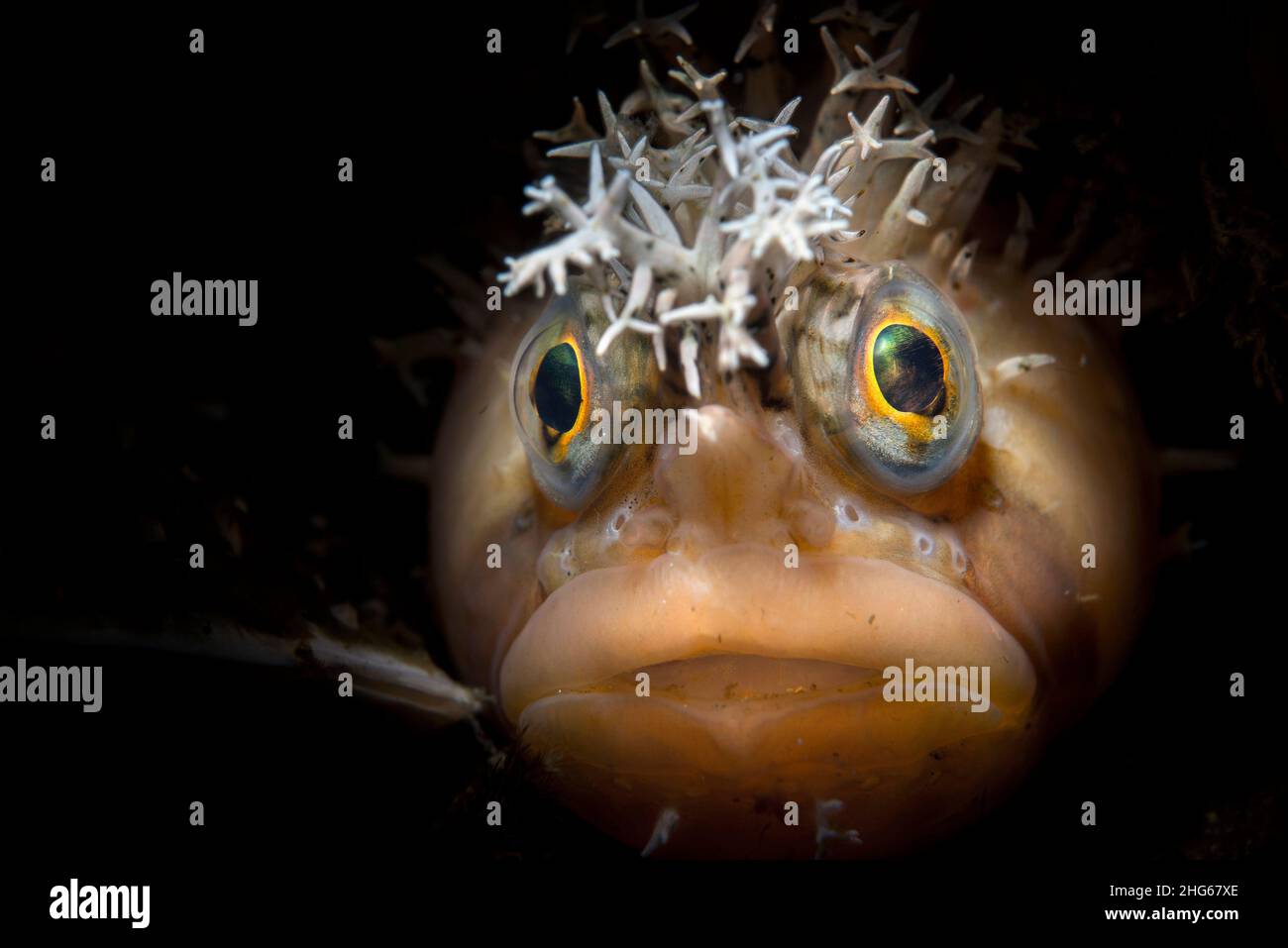 Il clamonnet decorato (Chirolophis decoratus), un pesce dello stesso ordine di Perciformes come blennies mediterranee. Insieme all'anguilla lupo e al ratto Foto Stock