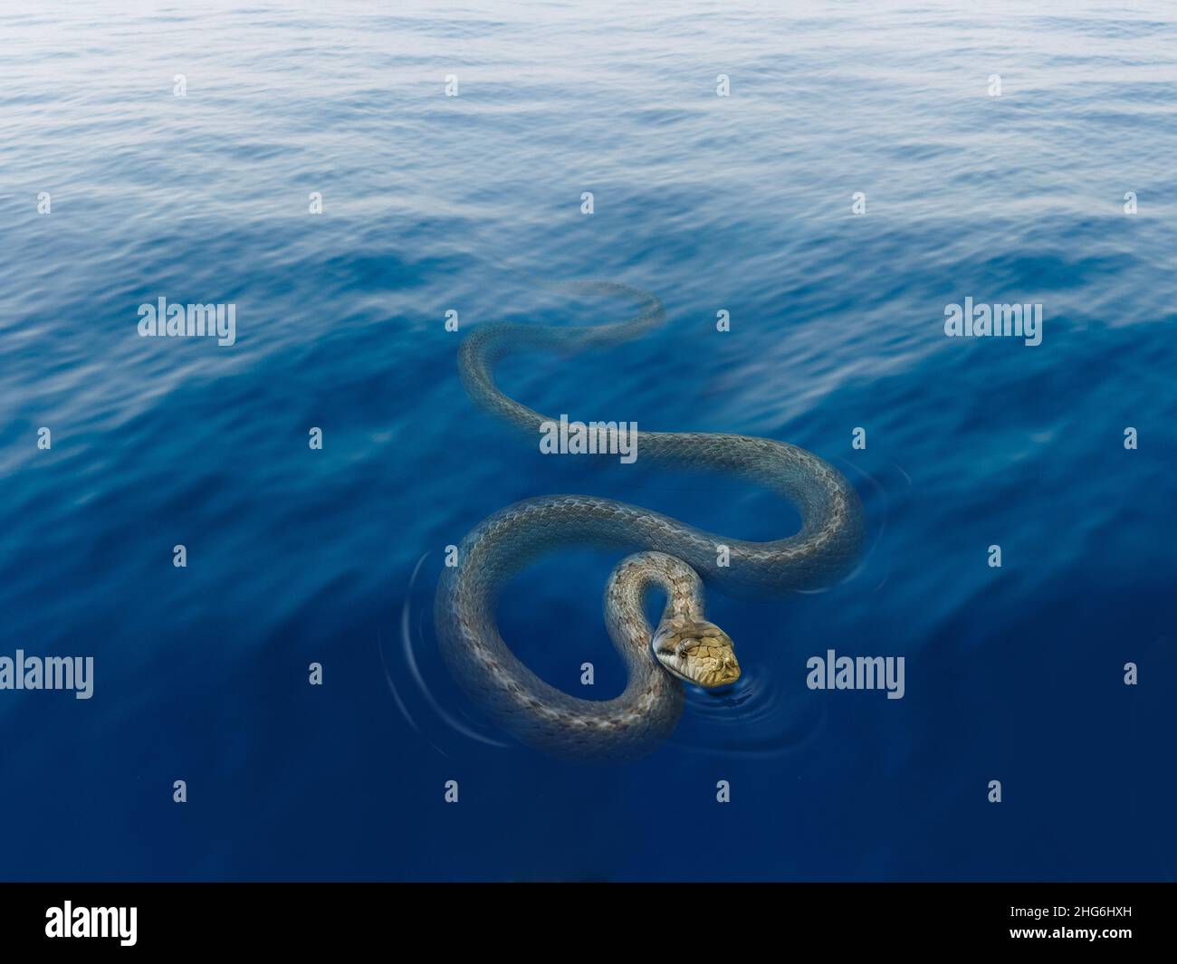 Serpente di mare di oliva, Aipysurus laevis di ritorno alla superficie per respirare e nuotare nell'oceano in primo piano. Foto Stock