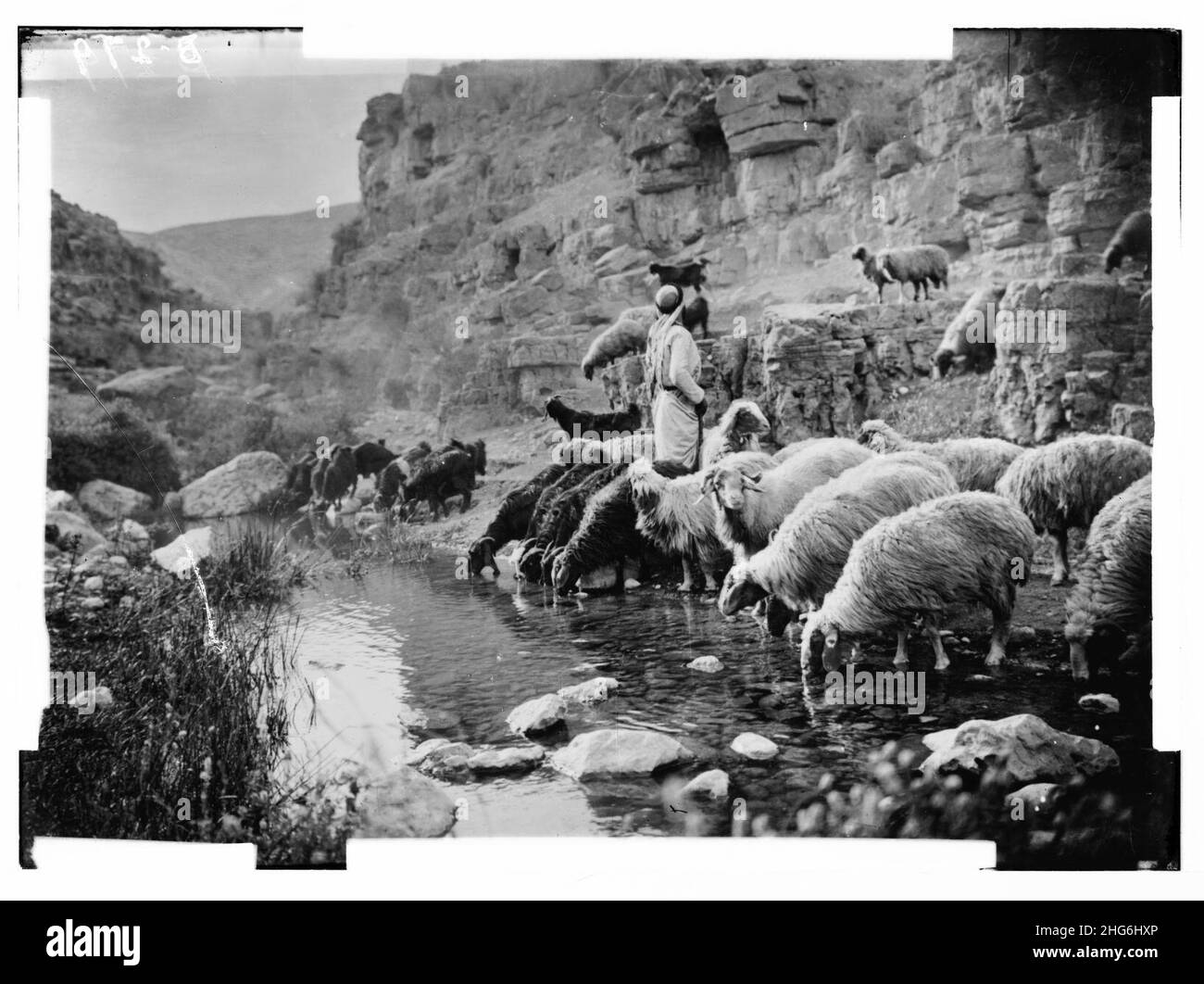 Set di tredici slide selezionate di vita pastorello, che illustrano il ventitreesimo Salmo. "Egli ristora la mia anima". Foto Stock
