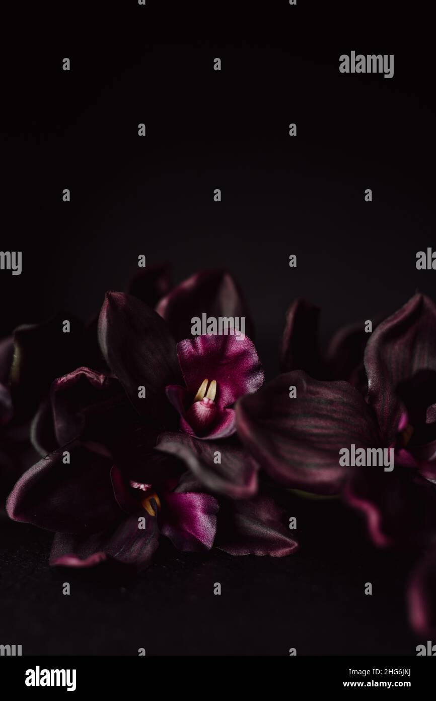 Orchidee viola profonde contro sfondo scuro verticale con spazio di copia. Moody Valentine Floral Flat Lay. Orchidee Phalaenopsis viola. Foto Stock