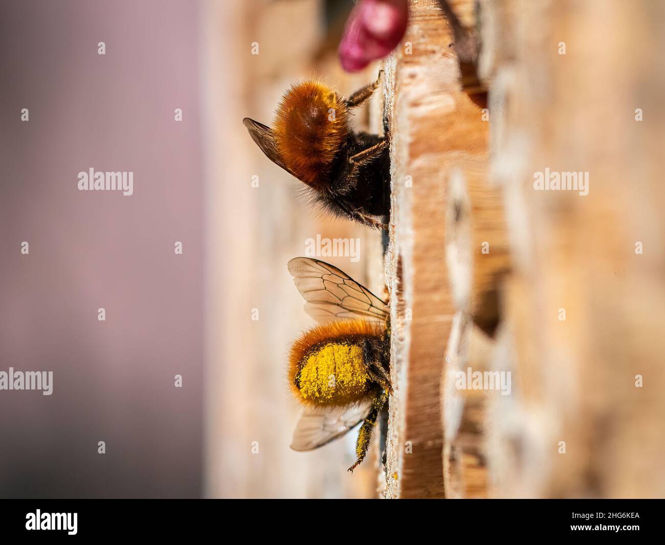 Osmia murale api seduta in aiuto al nesting, giorno di sole in primavera, Vienna (Austria) Foto Stock