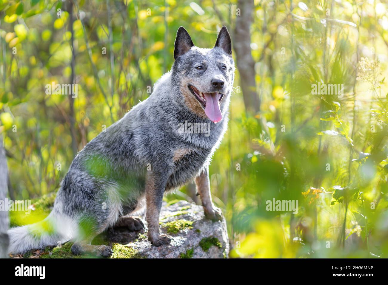 Cane bovino australiano seduto su roccia tra foglie verdi in foresta con lingua fuori. Ritratto divertente heeler blu Foto Stock