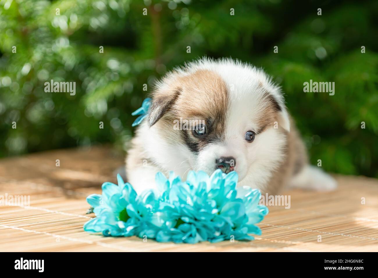 Puppy carino timido di cane corgi gallese pembroke con bouquet di fiori blu in natura Foto Stock